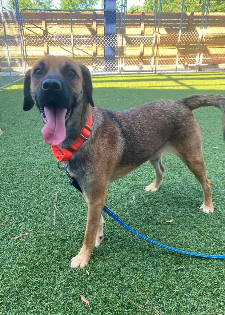 Photo of Mystique (Malinois x4), adoptable Belgian Shepherd Malinois in Hartsville, South Carolina