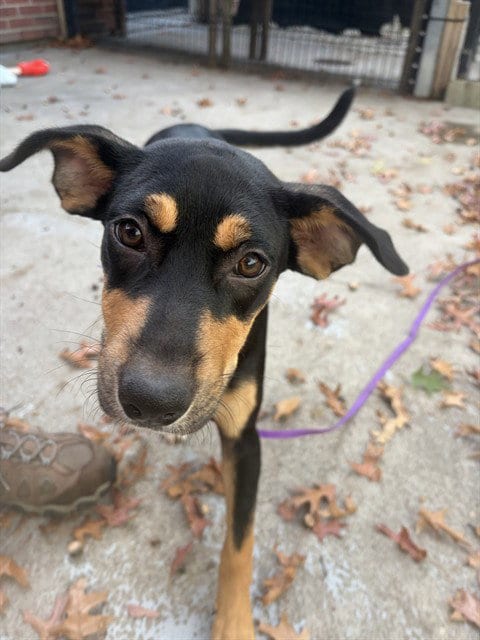 Photo of Jess, adoptable Australian Kelpie in Boston, Massachusetts