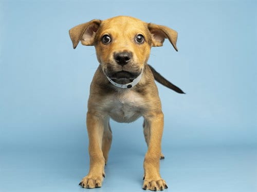 Photo of Alfalfa, adoptable American Pit Bull Terrier in Phoenix, Arizona