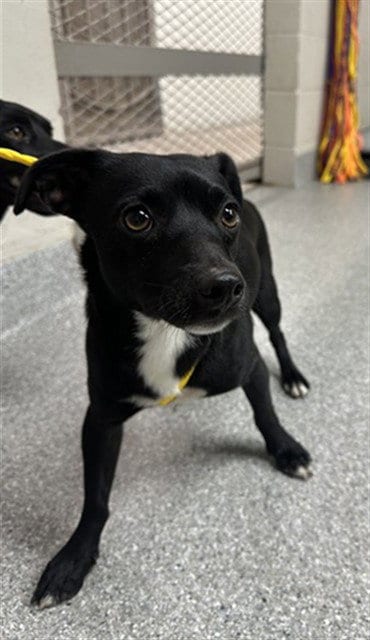 Photo of A187882, adoptable Chihuahua in Pasadena, Texas
