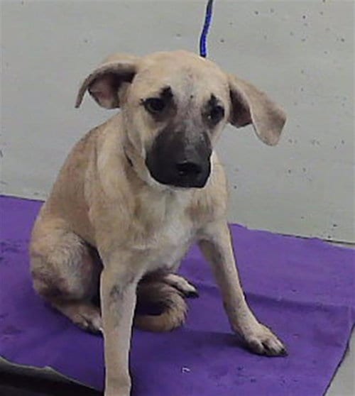 Photo of Stacey, adoptable German Shepherd Dog in Houston, Texas