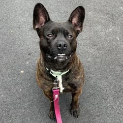 Photo of Marlo, adoptable Terrier (Unknown Type, Medium) in Syracuse, New York