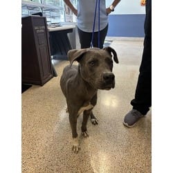 Photo of Rex, adoptable Terrier (Unknown Type, Medium) in Doral, Florida