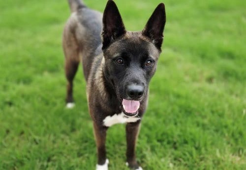 Photo of Karma, adoptable Akita in Albuquerque, New Mexico