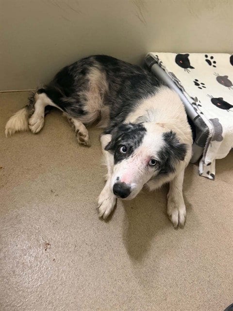 Photo of Amy, adoptable Border Collie in Santa Maria, California