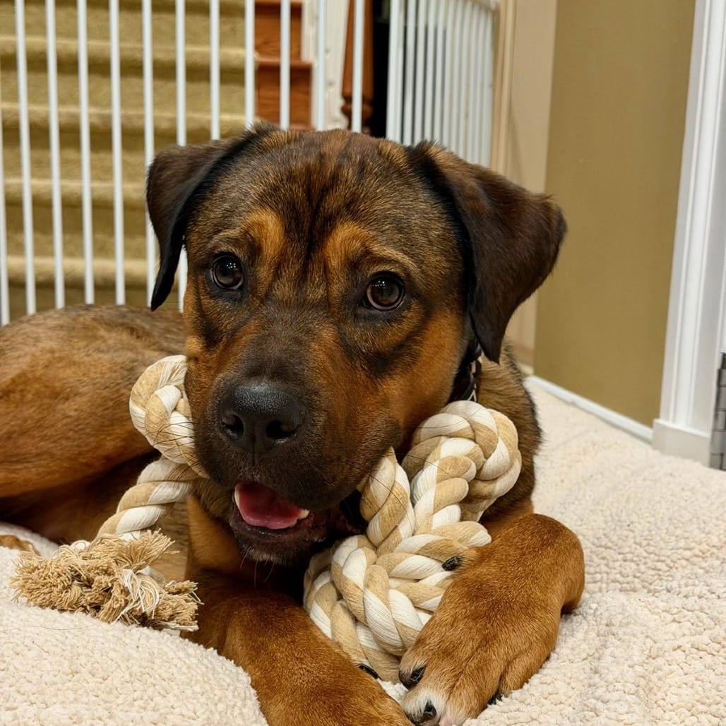 Photo of Kyle, adoptable Bulldog, American / Shepherd, German in Potomac, Maryland
