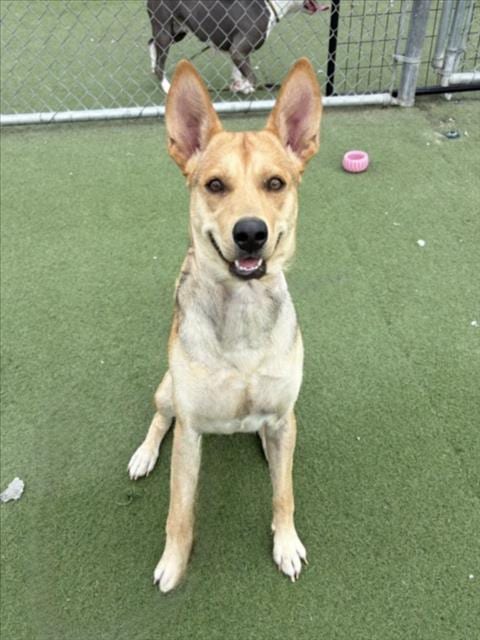 Photo of Spike, adoptable German Shepherd Dog in Los Angeles, California