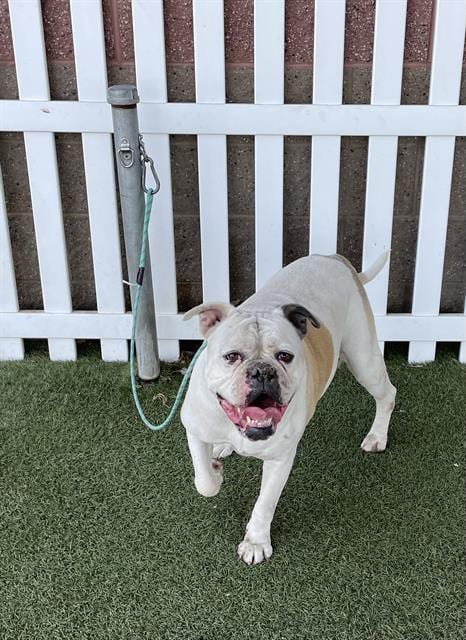 Photo of A614715, adoptable American Bulldog in Modesto, California