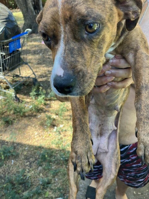 Photo of Little Leia, adoptable Dachshund in Dallas, Texas