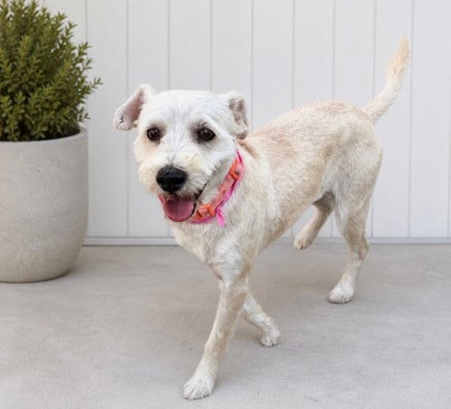 Photo of Reba, adoptable Havanese in Menifee, California