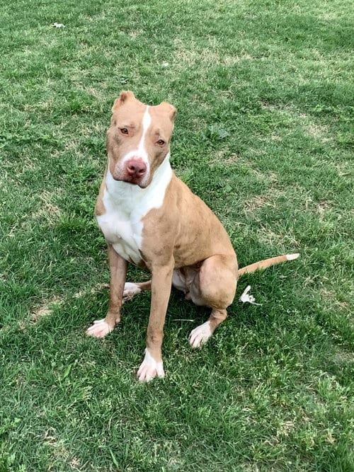 Photo of Pebbles, adoptable American Pit Bull Terrier in McKinney, Texas