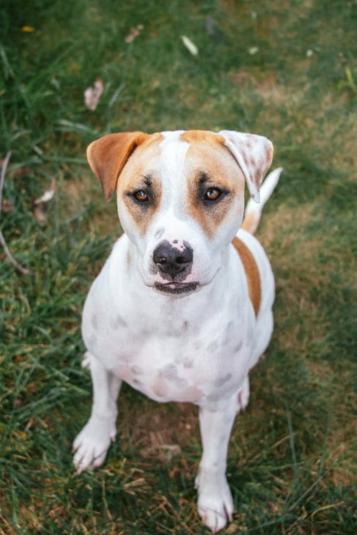 Photo of Apache - Little Trooper, adoptable Pointer in Oakhurst, New Jersey
