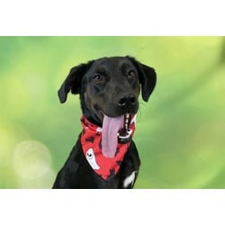 Photo of Lucy, adoptable Labrador Retriever in Ft Lauderdale, Florida