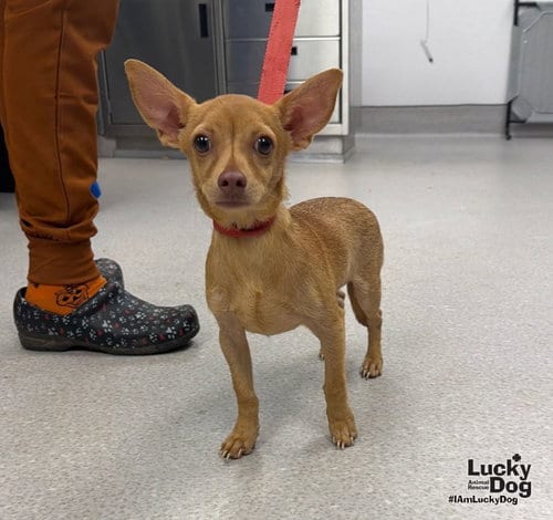 Photo of Bruno, adoptable Chihuahua in Washington, District of Columbia