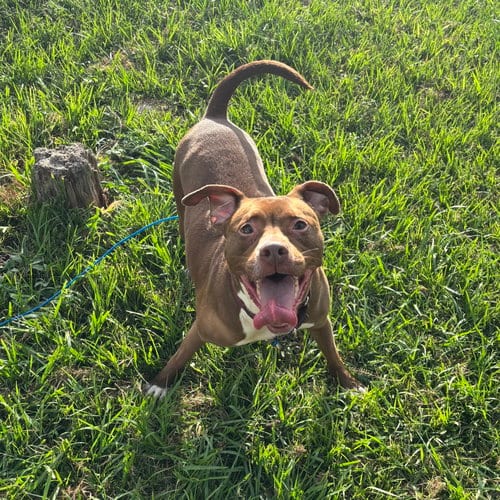 Photo of Sage, adoptable Pit Bull Terrier in Orlando, Florida