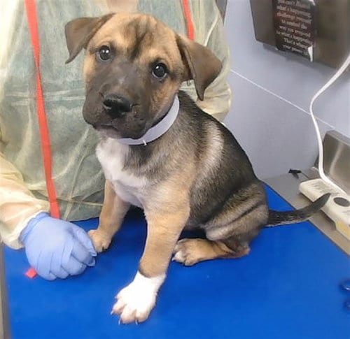 Photo of River, adoptable German Shepherd Dog in Phoenix, Arizona