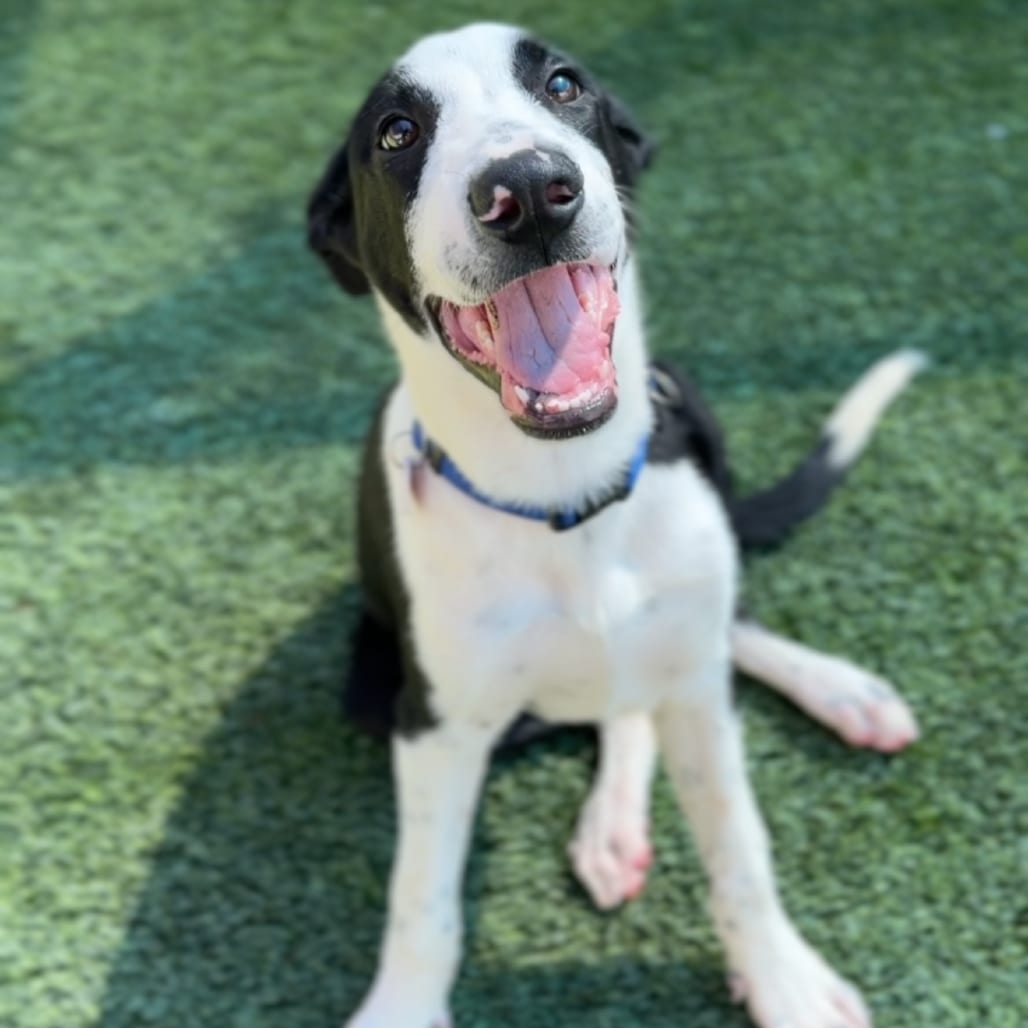 Photo of Pryce A5799027, adoptable Collie, Border in Hayden, Idaho