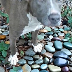 Photo of Lizzy, adoptable American Staffordshire Terrier Mixed Breed (Medium) in Cairo, Georgia