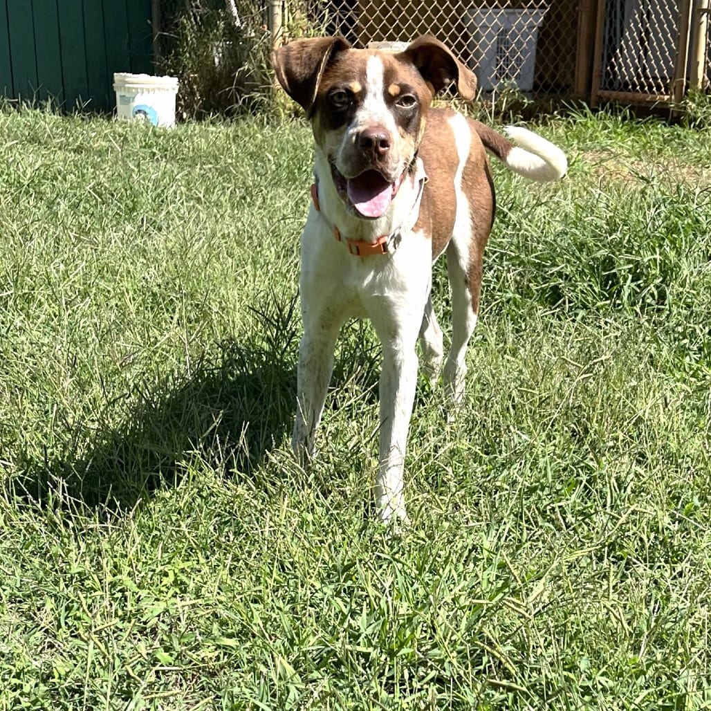 Photo of Grady, adoptable Cattle Dog, Australian (Red Heeler) / Mix in Starkville, Mississippi