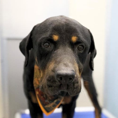 Photo of R-Lo, adoptable Rottweiler in San Antonio, Texas