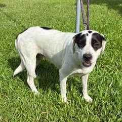 Photo of Buttercup, adoptable dog in Houston, Texas