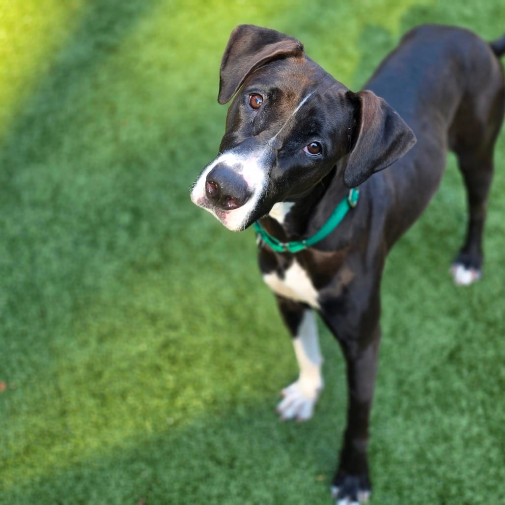 Photo of Buttermilk, adoptable Mixed Breed (Medium) in Greensboro, North Carolina