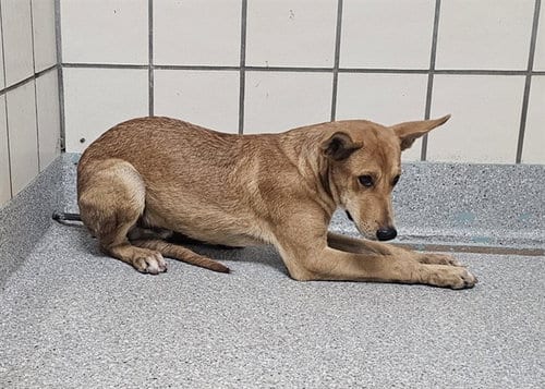Photo of Roland, adoptable German Shepherd Dog in Pasadena, Texas