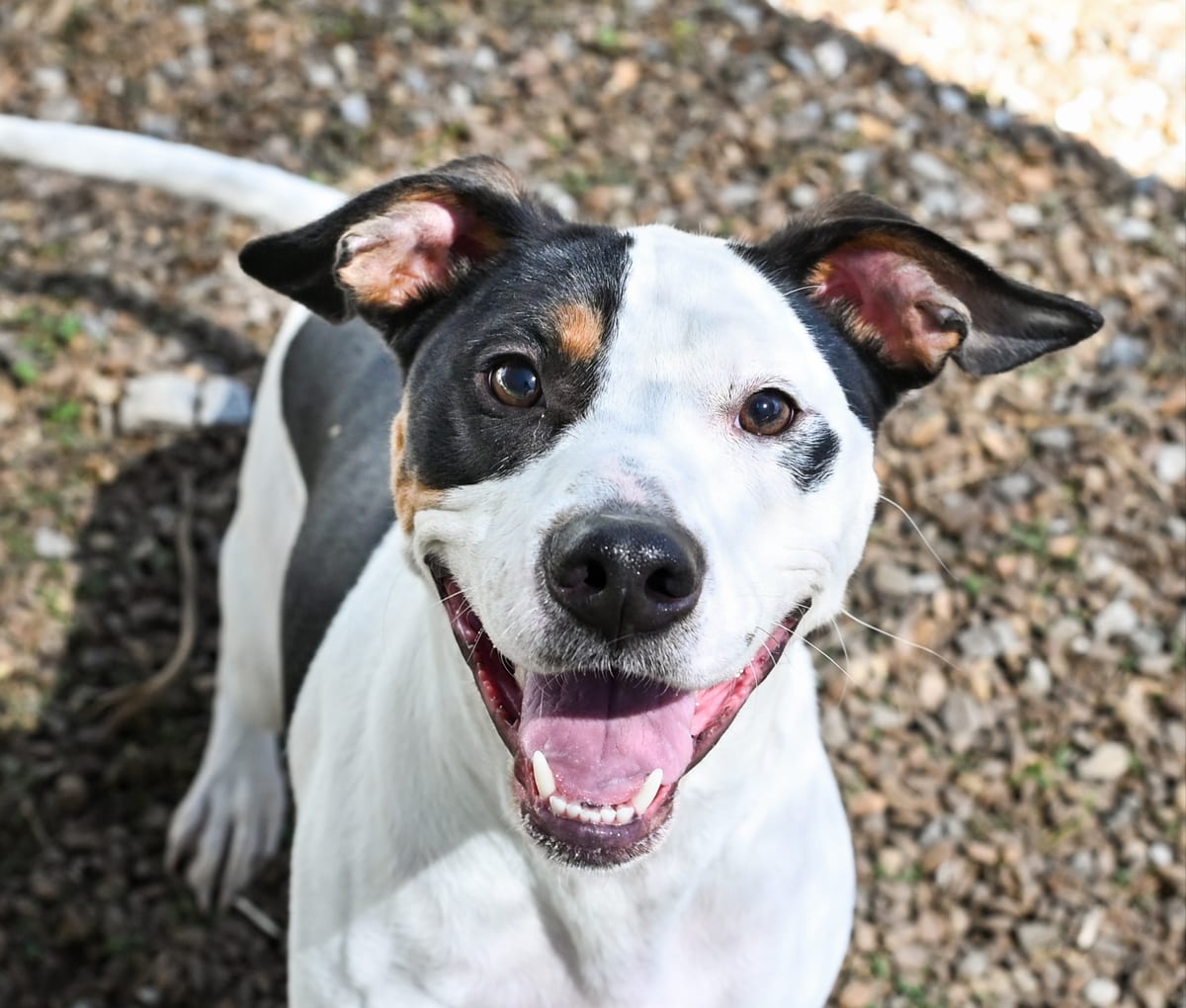Photo of Charlie Brown, adoptable Terrier Mix in Chattanooga, Tennessee