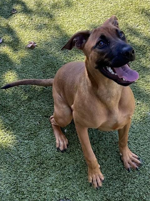Photo of Starlight, adoptable Black Mouth Cur in Newton, North Carolina