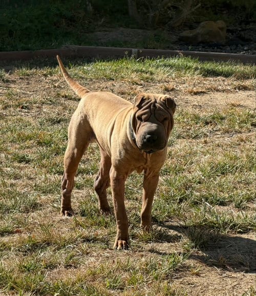 Photo of Smudge, adoptable Chinese Shar-Pei in Tucson, Arizona