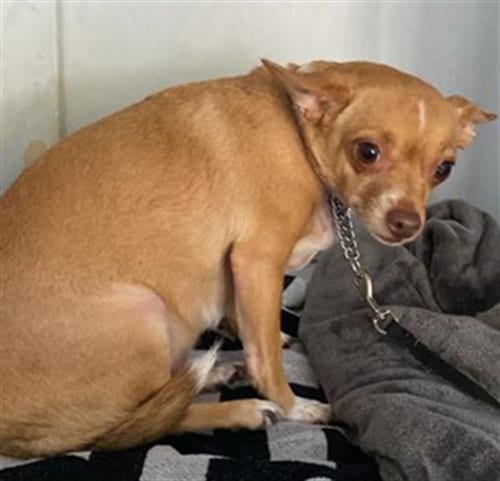 Photo of Ginger, adoptable Chihuahua in Sacramento, California