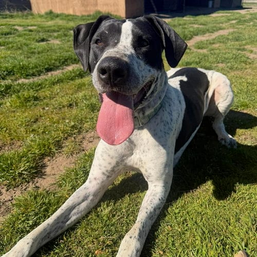 Photo of Molly, adoptable Great Dane in Yreka, California