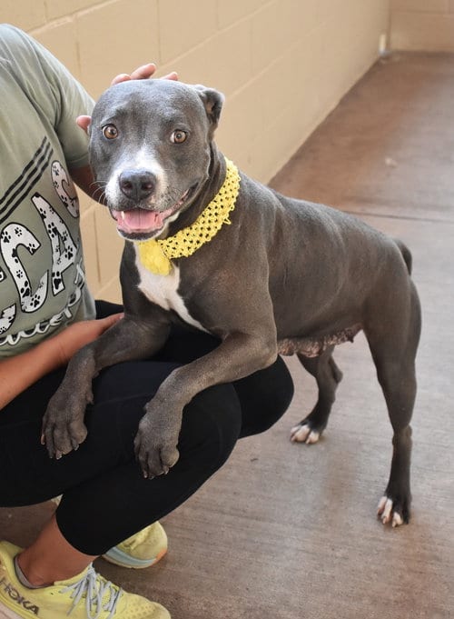 Photo of Peeta, adoptable American Pit Bull Terrier in McKinney, Texas