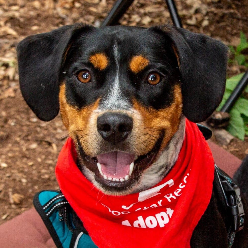 Photo of Roy, adoptable Hound in Bloomfield, Connecticut