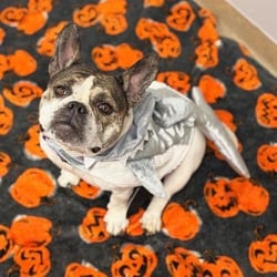 Photo of Annabel, adoptable French Bulldog in Aurora, Colorado