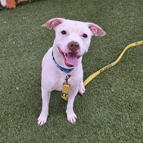 Photo of Sweety, adoptable Pit Bull Terrier in Las Vegas, Nevada