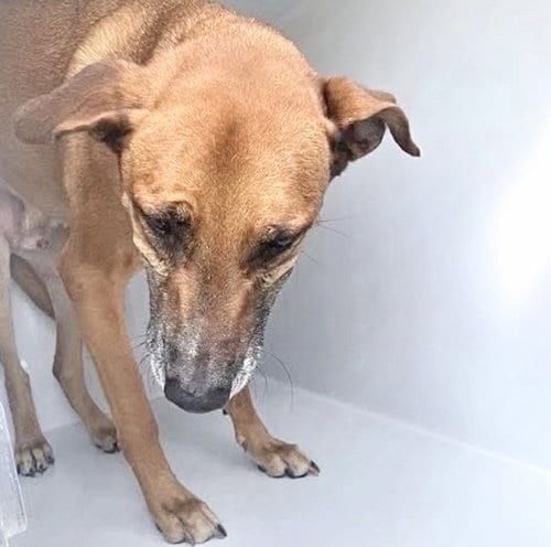 Photo of Cooper, adoptable Rhodesian Ridgeback in Houston, Texas