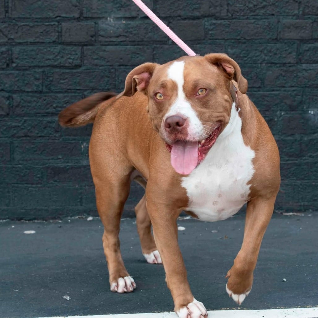 Photo of Shawny, adoptable Mixed Breed (Medium) in St. Louis, Missouri