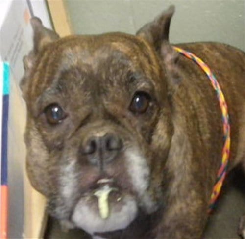 Photo of Hera, adoptable American Bulldog in Tulsa, Oklahoma