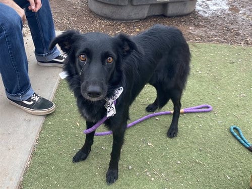 Photo of Raindrop, adoptable German Shepherd Dog in Phoenix, Arizona