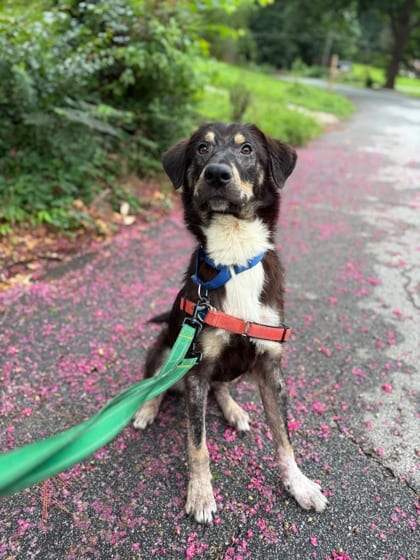 Photo of Foghorn, adoptable dog in Atlanta, Georgia