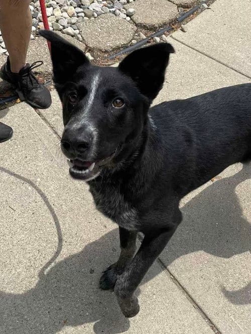 Photo of Louie, adoptable Border Collie in Highland, Illinois