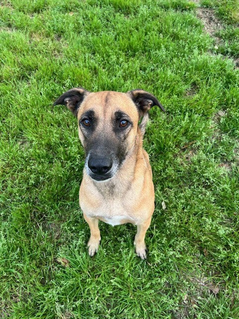Photo of Yolo, adoptable Labrador Retriever in Sheridan, Texas