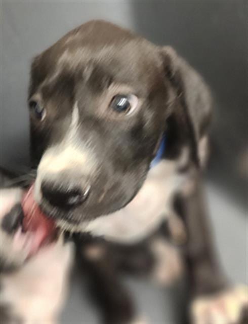 Photo of Da Vinci, adoptable Labrador Retriever in Bakersfield, California