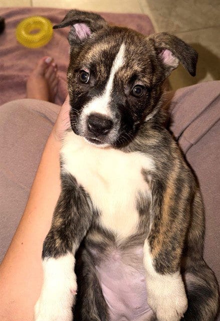 Photo of Rocky Road, adoptable American Pit Bull Terrier in Oklahoma City, Oklahoma