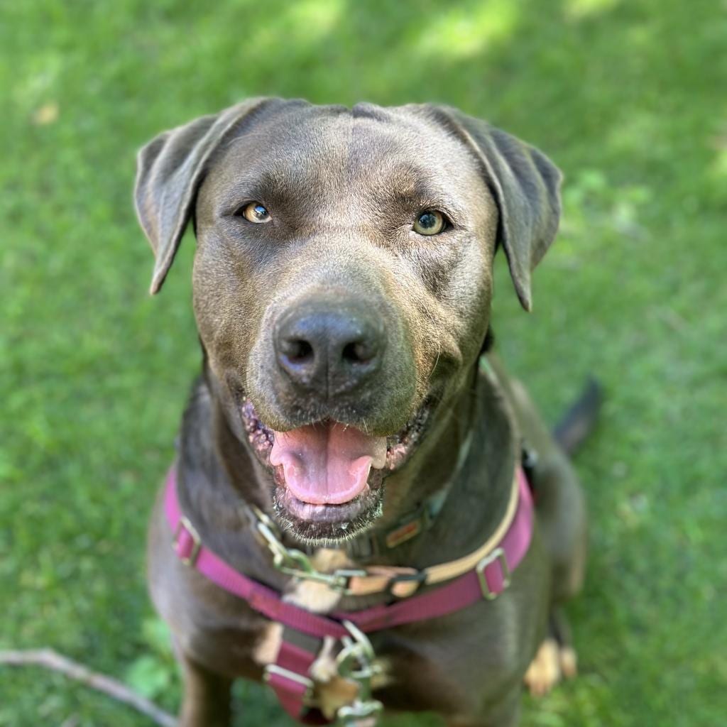 Photo of Hope, adoptable Retriever, Labrador / Mix in Kanab, Utah