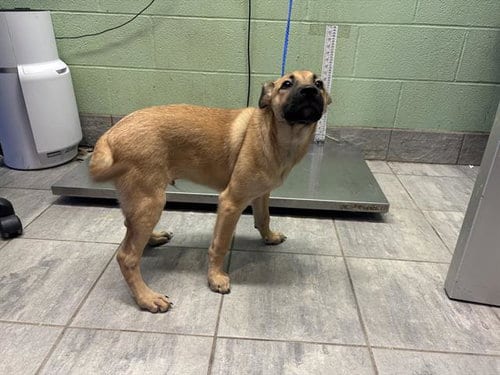 Photo of George, adoptable German Shepherd Dog in Grand Prairie, Texas