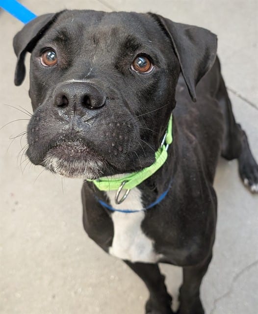 Photo of Hop Scotch, adoptable dog