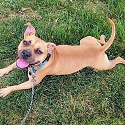 Photo of Liyah, adoptable Boxer Pit Bull Terrier in Littleton, Colorado