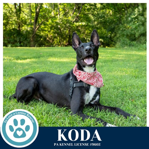 Photo of Koda 101125, adoptable Shepherd in Kimberton, Pennsylvania